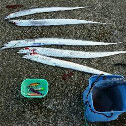 南甲子園浜。今日もタチナブラ。引き続き好調です。